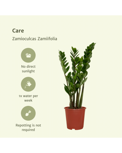 Meergroothandel Zamioculcas Zamiifolia (Smaragdpalme) 2er Set - 50 cm, Ø14 cm