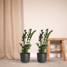 Meergroothandel Zamioculcas Zamiifolia (Smaragdpalme) 2er Set - 70 cm, Ø17 cm