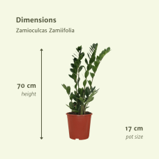 Meergroothandel Zamioculcas Zamiifolia (Smaragdpalme) 2er Set - 70 cm, Ø17 cm