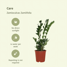 Meergroothandel Zamioculcas Zamiifolia (Smaragdpalme) 2er Set - 70 cm, Ø17 cm
