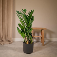 Meergroothandel Zamioculcas Zamiifolia (Smaragdpalme) - 70 cm, Ø17 cm