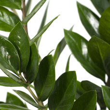 Meergroothandel Zamioculcas Zamiifolia (Smaragdpalme) - 70 cm, Ø17 cm