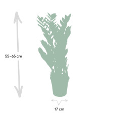 Meergroothandel Zamioculcas Zamiifolia (Smaragdpalme) - 70 cm, Ø17 cm