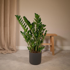 Meergroothandel Zamioculcas Zamiifolia (Smaragdpalme) - 80 cm, Ø21 cm