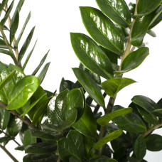 Meergroothandel Zamioculcas Zamiifolia (Smaragdpalme) - 80 cm, Ø21 cm