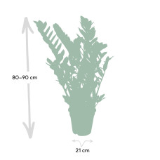 Meergroothandel Zamioculcas Zamiifolia (Smaragdpalme) - 80 cm, Ø21 cm