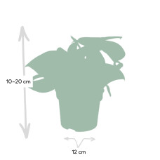 Meergroothandel Scindapsus Pictus Trebie (Epipremnum) - 15 cm, Ø12 cm