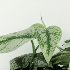 Meergroothandel Scindapsus Pictus Trebie (Epipremnum) 2er Set - 15 cm, Ø12 cm