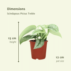 Meergroothandel Scindapsus Pictus Trebie (Epipremnum) 2er Set - 15 cm, Ø12 cm