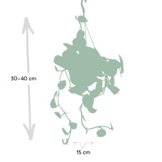 Meergroothandel Scindapsus Pictus Trebie (Epipremnum) - 25 cm, Ø15 cm