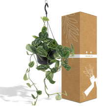 Meergroothandel Scindapsus Pictus Trebie (Epipremnum) - 25 cm, Ø15 cm