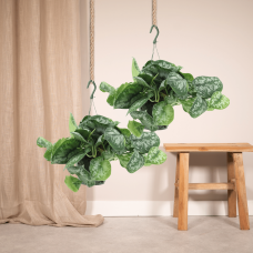 Meergroothandel Scindapsus Pictus (Epipremnum) Trebie 2er Set - 40 cm, Ø15 cm