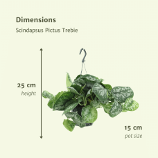 Meergroothandel Scindapsus Pictus (Epipremnum) Trebie 2er Set - 40 cm, Ø15 cm