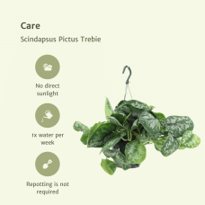 Meergroothandel Scindapsus Pictus (Epipremnum) Trebie 2er Set - 40 cm, Ø15 cm