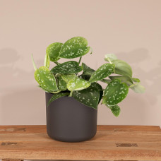Meergroothandel Scindapsus Pictus (Epipremnum) - 15 cm, Ø12 cm