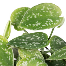 Meergroothandel Scindapsus Pictus (Epipremnum) - 15 cm, Ø12 cm