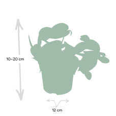 Meergroothandel Scindapsus Pictus (Epipremnum) - 15 cm, Ø12 cm