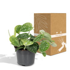 Meergroothandel Scindapsus Pictus (Epipremnum) - 15 cm, Ø12 cm