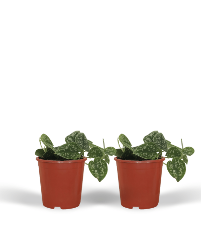 Meergroothandel Scindapsus Pictus (Epipremnum) 2er Set - 15 cm, Ø12 cm