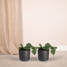 Meergroothandel Scindapsus Pictus (Epipremnum) 2er Set - 15 cm, Ø12 cm
