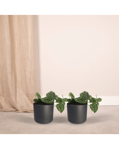 Meergroothandel Scindapsus Pictus (Epipremnum) 2er Set - 15 cm, Ø12 cm