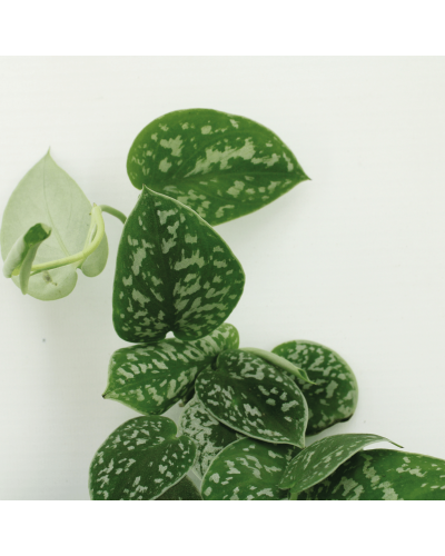 Meergroothandel Scindapsus Pictus (Epipremnum) 2er Set - 15 cm, Ø12 cm