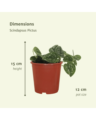 Meergroothandel Scindapsus Pictus (Epipremnum) 2er Set - 15 cm, Ø12 cm