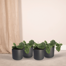 Meergroothandel Scindapsus Pictus 4er Set - 5 cm, Ø12 cm