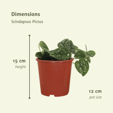 Meergroothandel Scindapsus Pictus 4er Set - 5 cm, Ø12 cm