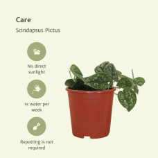 Meergroothandel Scindapsus Pictus 4er Set - 5 cm, Ø12 cm