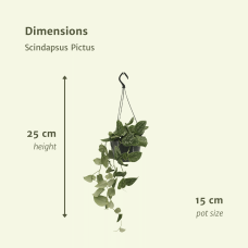Meergroothandel Scindapsus Pictus (Epipremnum) - 25 cm, Ø15 cm