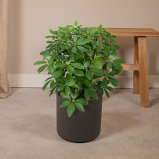 Meergroothandel Schefflera Nora (Fingerpflanze) - 50 cm, Ø21 cm