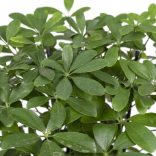 Meergroothandel Schefflera Nora (Fingerpflanze) - 50 cm, Ø21 cm