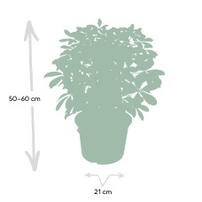Meergroothandel Schefflera Nora (Fingerpflanze) - 50 cm, Ø21 cm