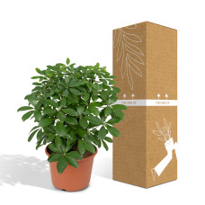 Meergroothandel Schefflera Nora (Fingerpflanze) - 50 cm, Ø21 cm
