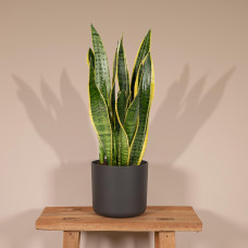 Meergroothandel Sansevieria Laurentii (Frauenzunge) - 40 cm, Ø14 cm