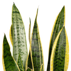 Meergroothandel Sansevieria Laurentii (Frauenzunge) - 40 cm, Ø14 cm