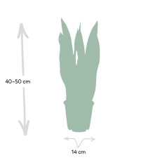 Meergroothandel Sansevieria Laurentii (Frauenzunge) - 40 cm, Ø14 cm