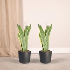 Meergroothandel Sansevieria Laurentii (Frauenzunge) 2er Set - 40 cm, Ø14 cm