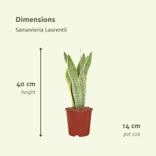 Meergroothandel Sansevieria Laurentii (Frauenzunge) 2er Set - 40 cm, Ø14 cm