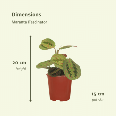 Meergroothandel Maranta Fascinator (Pfeilwurz) 2er Set - 20 cm, Ø12 cm
