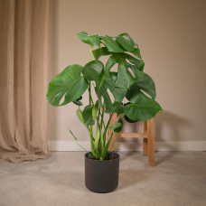 Meergroothandel Monstera Deliciosa (Lochpflanze) - 55 cm, Ø17 cm