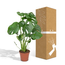 Meergroothandel Monstera Deliciosa (Lochpflanze) - 55 cm, Ø17 cm