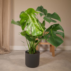 Meergroothandel Monstera Deliciosa (Lochpflanze) - 65 cm, Ø 21 cm