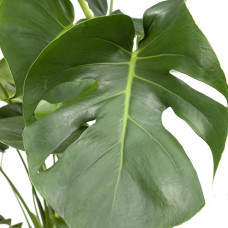 Meergroothandel Monstera Deliciosa (Lochpflanze) - 65 cm, Ø 21 cm