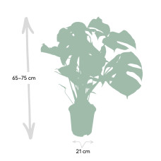 Meergroothandel Monstera Deliciosa (Lochpflanze) - 65 cm, Ø 21 cm