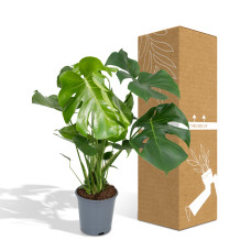 Meergroothandel Monstera Deliciosa (Lochpflanze) - 65 cm, Ø 21 cm
