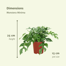 Meergroothandel Monstera Minima (Lochpflanze) 2er Set - 30 cm, Ø 15 cm