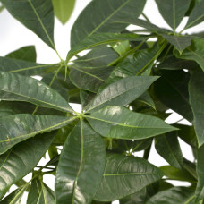 Meergroothandel Pachira Aquatica (Geldbaum) - 70 cm, Ø17 cm