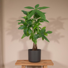 Meergroothandel Pachira Aquatica (Geldbaum) - 50 cm, Ø14 cm